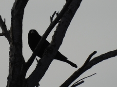 Molothrus rufoaxillaris