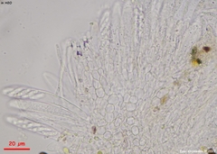 Phaeohelotium carneum