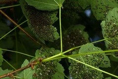 Chrysocharis