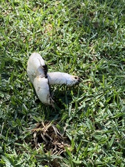 Agaricus californicus