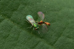 Chrysocharis