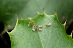 Chrysocharis