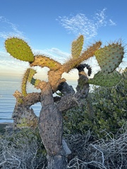Opuntia littoralis