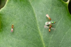 Chrysocharis