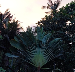 Ravenala madagascariensis