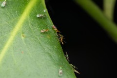 Chrysocharis