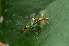 Chrysocharis