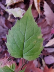 Eurybia divaricata