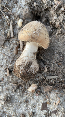 Coprinellus