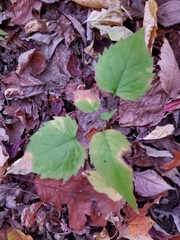 Eurybia divaricata