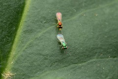 Chrysocharis
