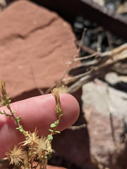 Brickellia microphylla