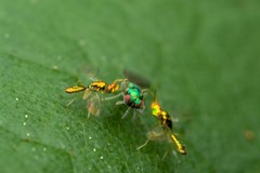 Chrysocharis