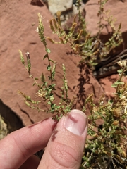 Brickellia microphylla