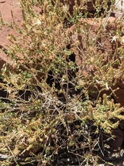 Brickellia microphylla