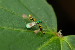 Chrysocharis