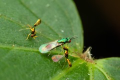 Chrysocharis