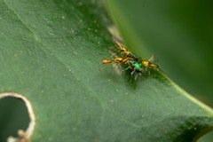 Chrysocharis