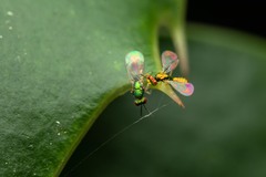 Chrysocharis