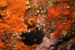 Anthothoe albocincta