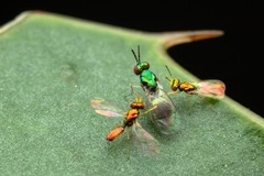 Chrysocharis