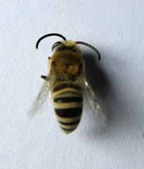 Colletes