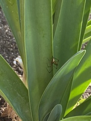 Araneomorphae