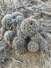 Mammillaria dioica dioica