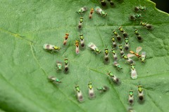 Chrysocharis