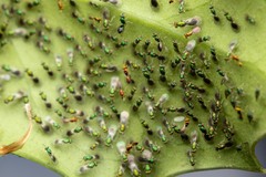 Chrysocharis