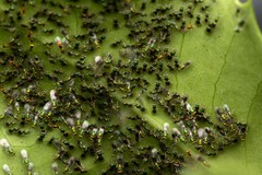 Chrysocharis