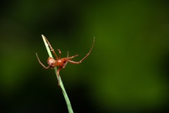 Parasteatoda lunata