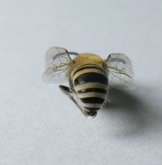 Colletes
