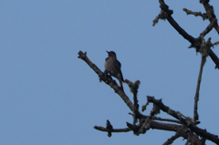 Colaptes auratus cafer