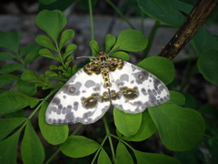 Abraxas niphonibia