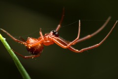 Parasteatoda lunata