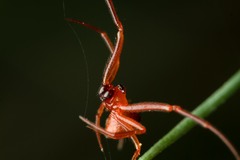 Parasteatoda lunata