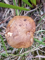 Tylopilus balloui