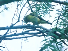 Spinus psaltria