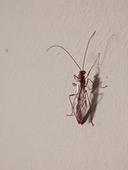 Ophion obscuratus