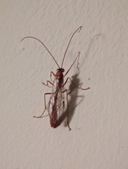 Ophion obscuratus