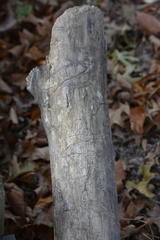 Agrilus planipennis