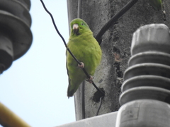 Forpus conspicillatus