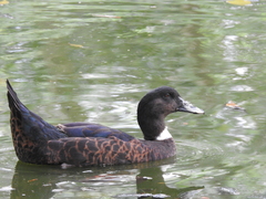 Anas platyrhynchos × Cairina moschata
