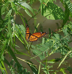 Limenitis archippus watsoni