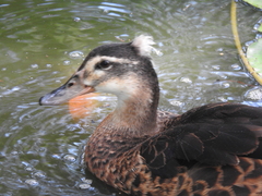 Anas platyrhynchos × Cairina moschata