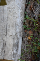 Agrilus planipennis