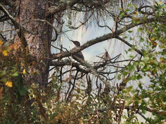 Colaptes auratus cafer