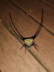 Macracantha arcuata