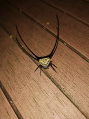 Macracantha arcuata
